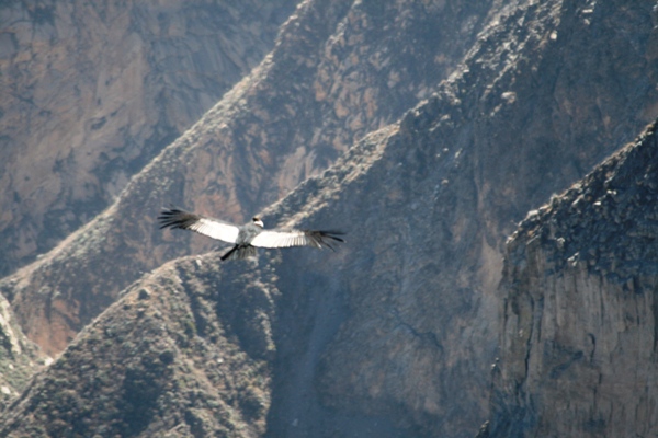 Vol d'un condor dans le Canyon de Colca.jpg